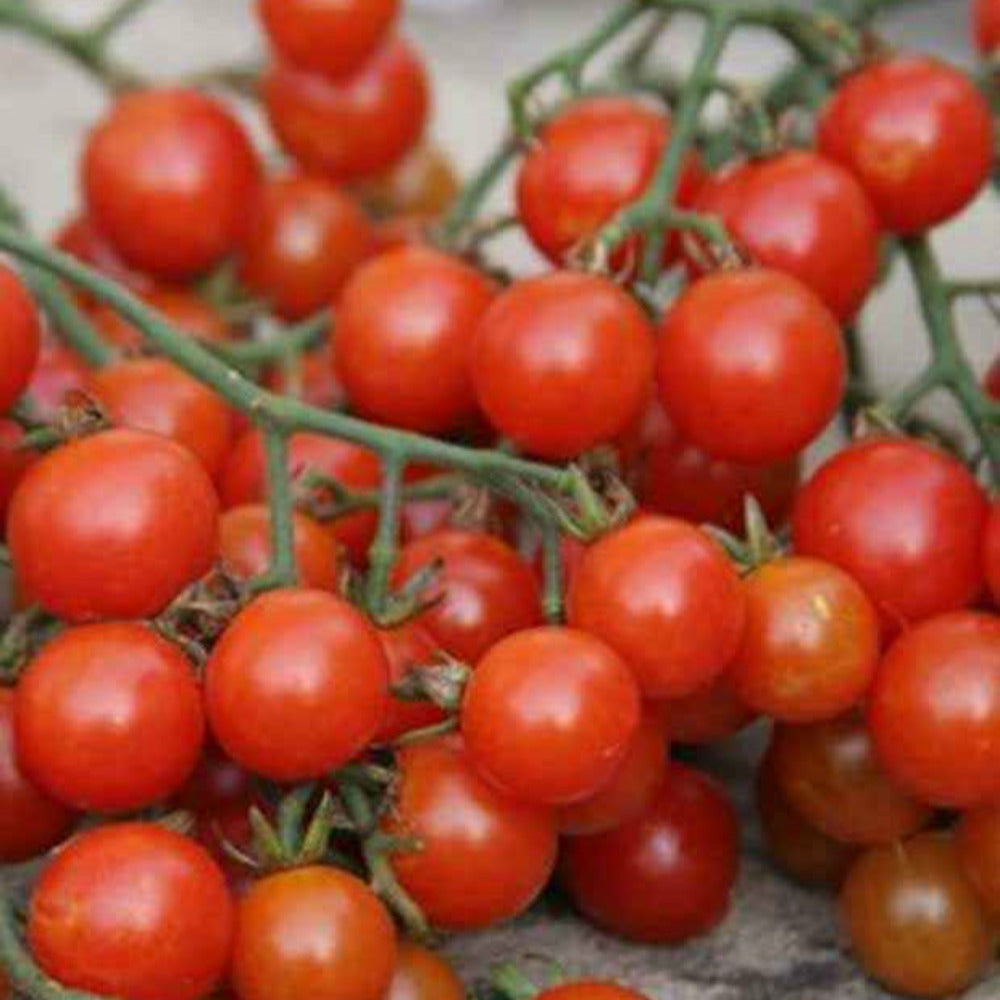  Tomate Cerise Sweetie Bio - Le Sachet De Graines / 0.2g