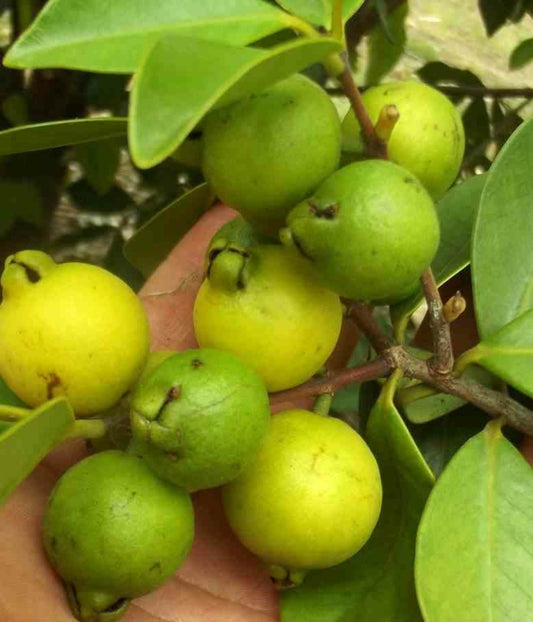  Goyave : Psidium Guajava "limon": Psidium Littorale Pot De 7 Litres ? 80/100 Cm