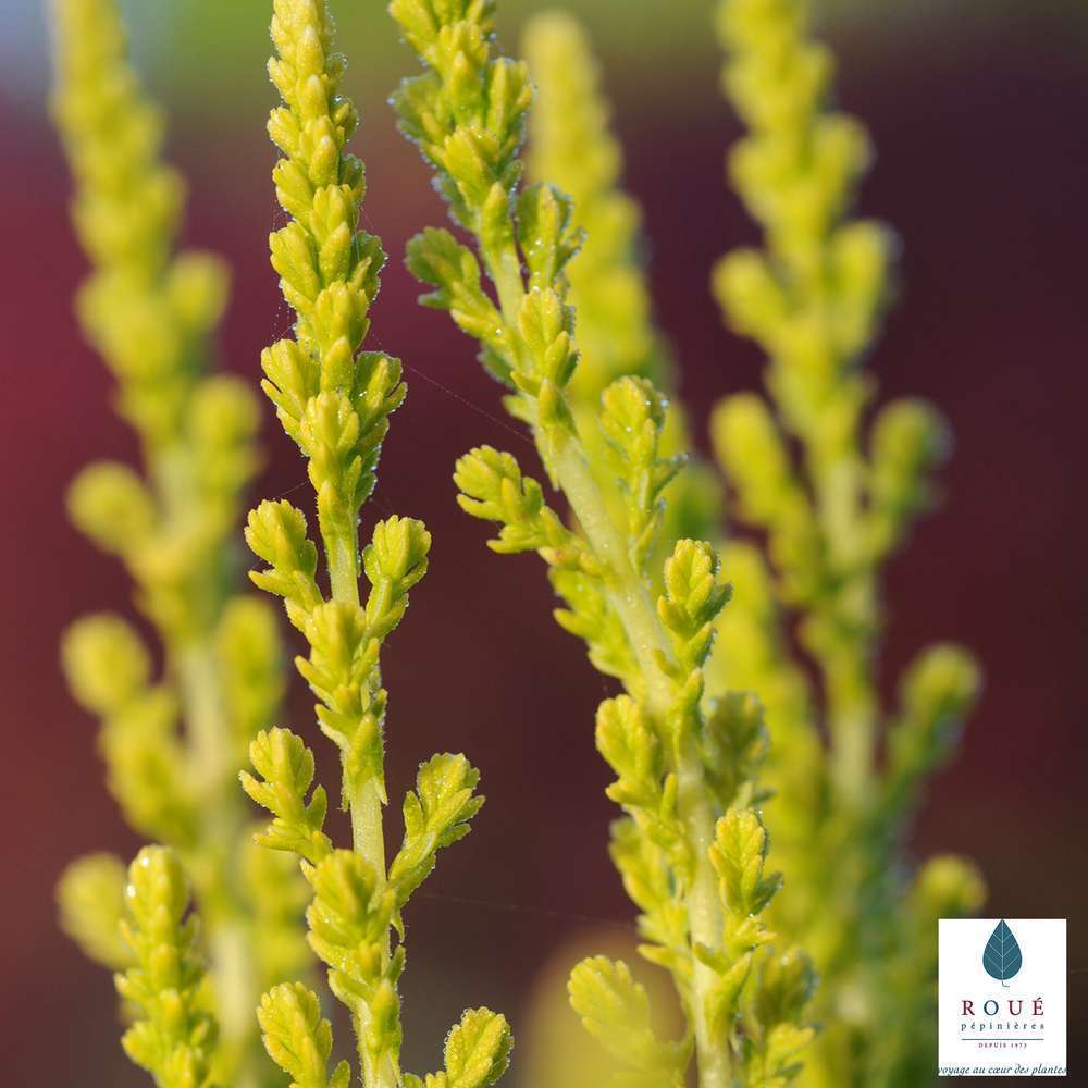  Calluna Vulgaris 'Zeta':conteneur 1 Litre