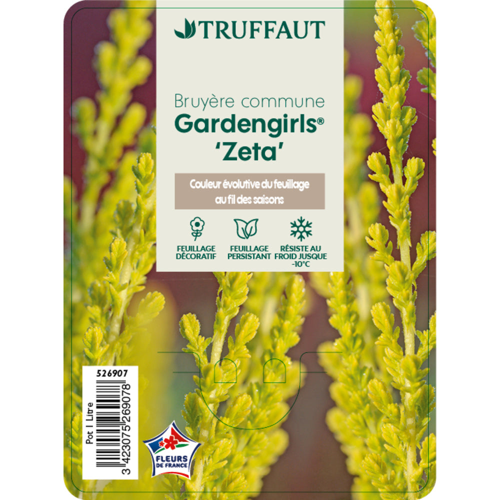  Calluna Vulgaris 'Zeta':conteneur 1 Litre