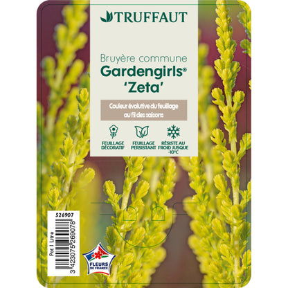  Calluna Vulgaris 'Zeta':conteneur 1 Litre