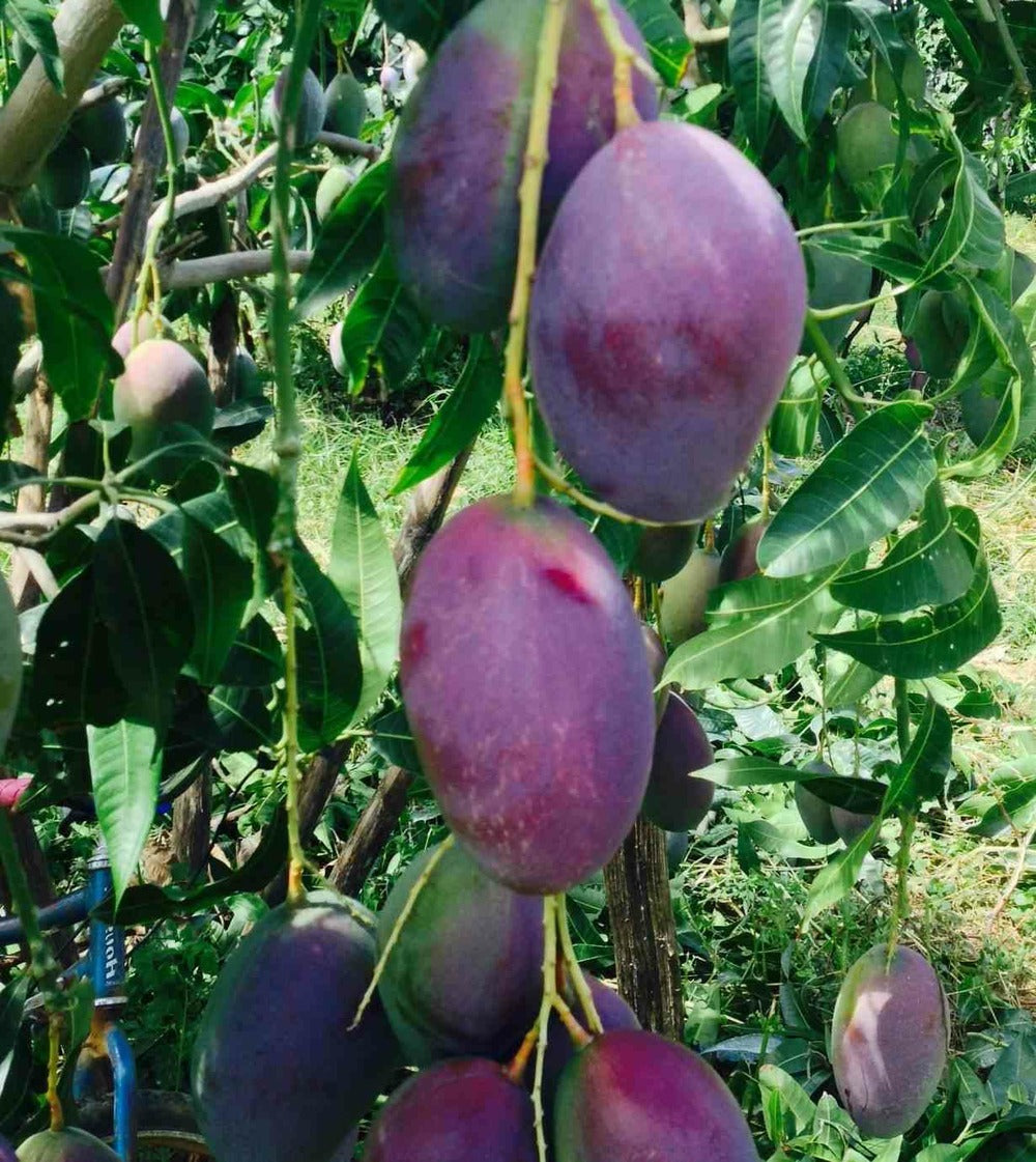  Manguier : Mangifera Indica Var.palmer Pot De 7 Litres ? 80/100 Cm