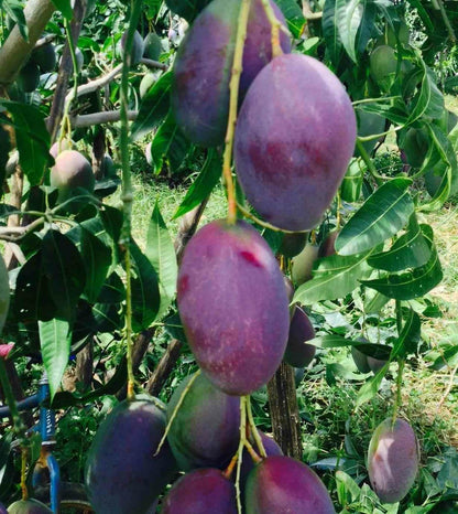  Manguier : Mangifera Indica Var.palmer Pot De 7 Litres ? 80/100 Cm