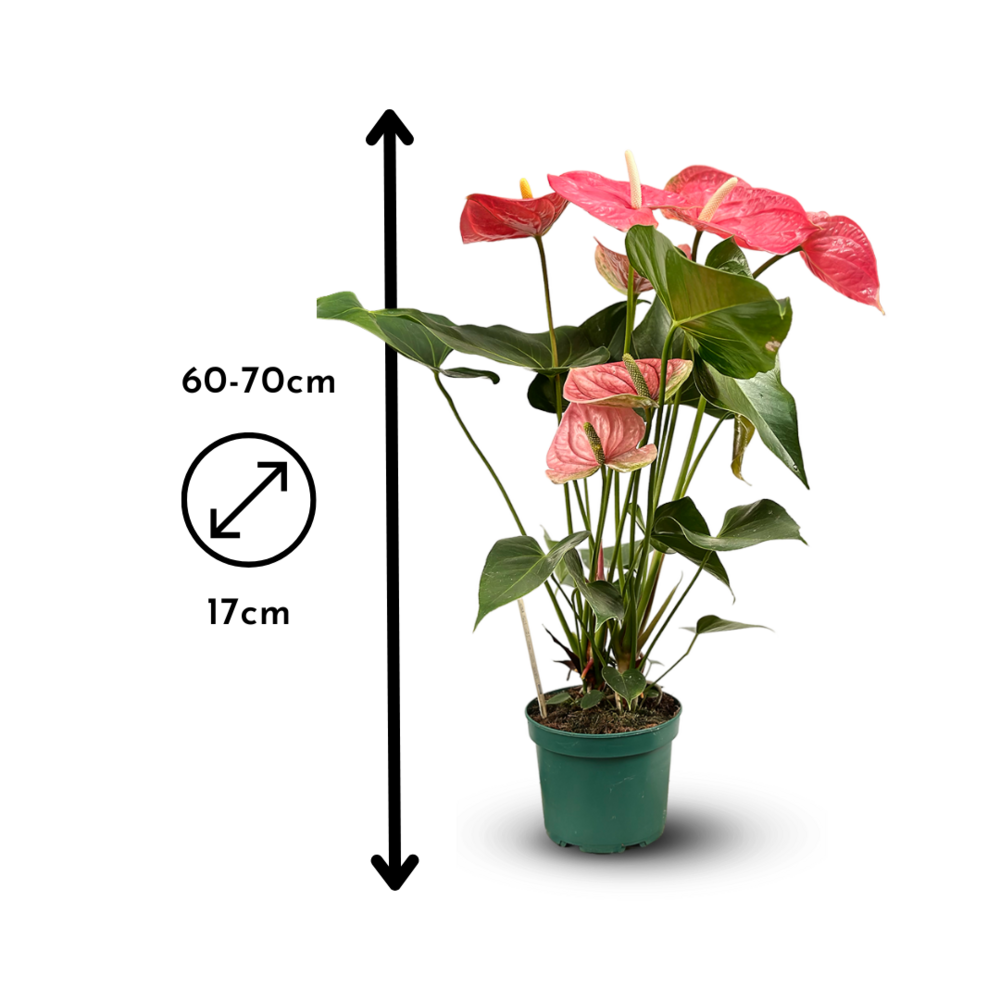 Anthurium Rose - Plante D'intérieur - ↕ 60-70 Cm - ⌀ 17 Cm - Plante Fleurie