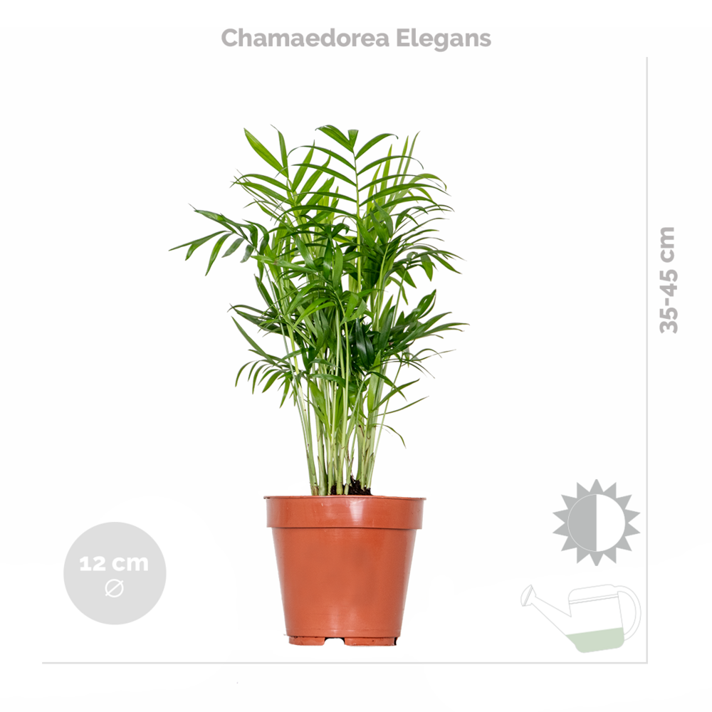  Mélange De Plantes Tendance - Chamaedorea, Dypsis, Musa, Strelitzia - ⌀12 Cm - 20-45 Cm