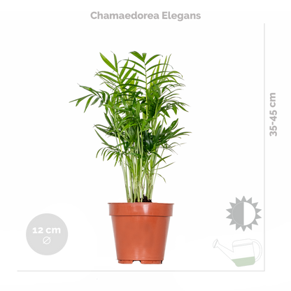  Mélange De Plantes Tendance - Chamaedorea, Dypsis, Musa, Strelitzia - ⌀12 Cm - 20-45 Cm