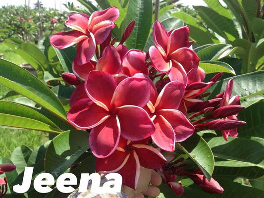  Plumeria Rubra "jeena" (frangipanier) Pot De 2 Litres ? 20/30 Cm