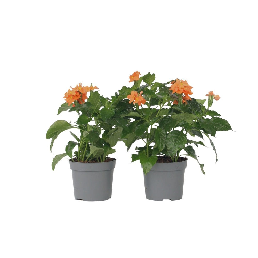  Fleur Du Feu - Set De 2 - Crossandra 'fortuna' - Hauteur 20-30cm - ⌀13cm