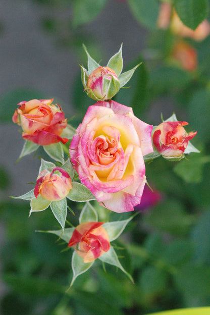 Rosier Kordès ? 'little Sunset ?' - En Pot De 2 Litres
