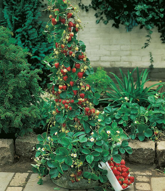  Fraisier Mount Everest - 5 Plants