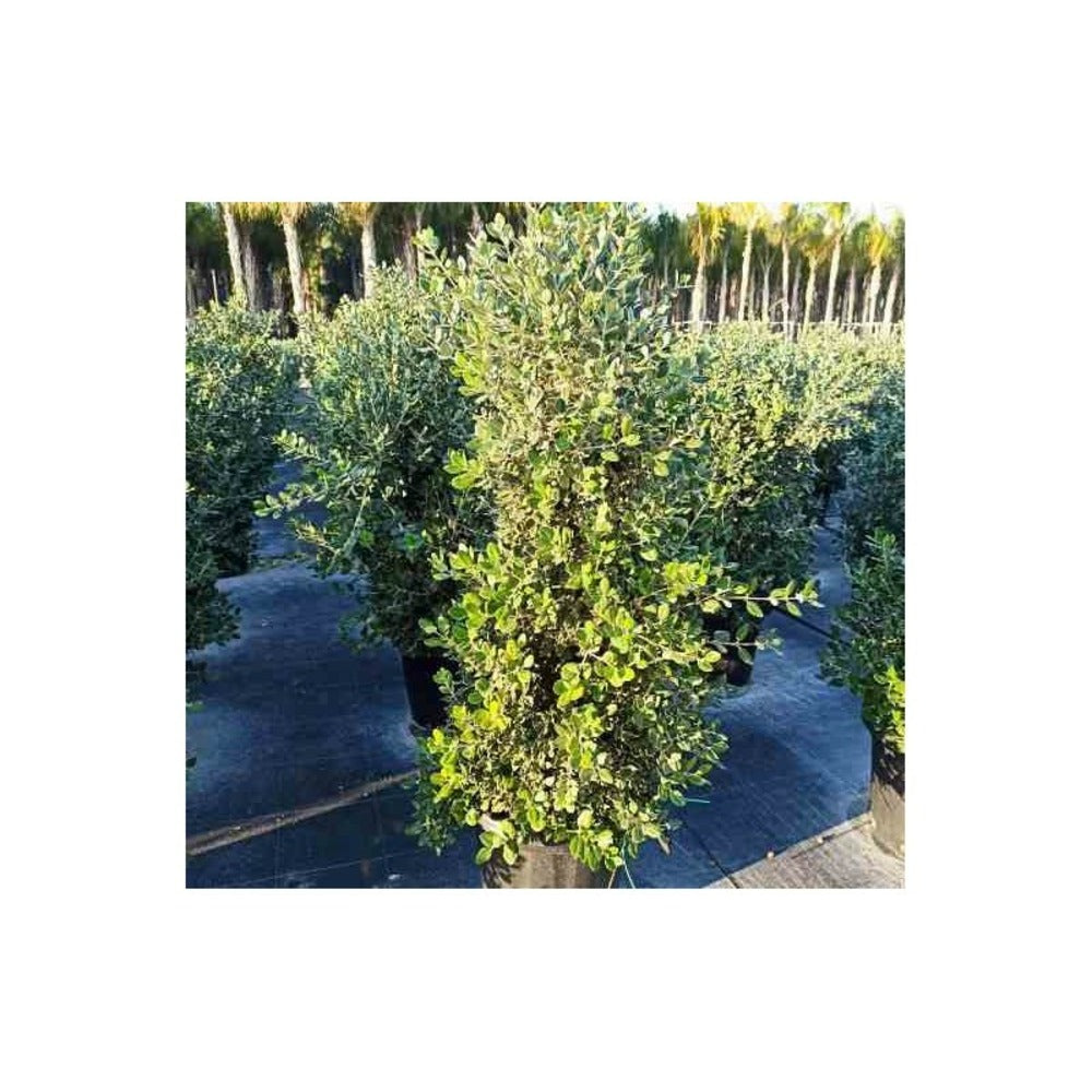  Metrosideros Excelsa (arbre De Noël) Pot De 65l - 130/150cm