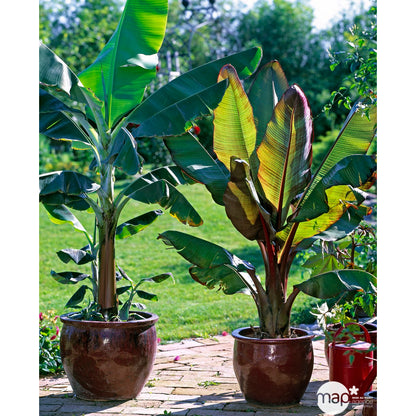  Bananier : H.50/70 Cm Pot