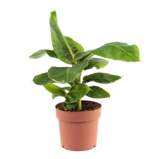  Bananier : H.50/70 Cm Pot
