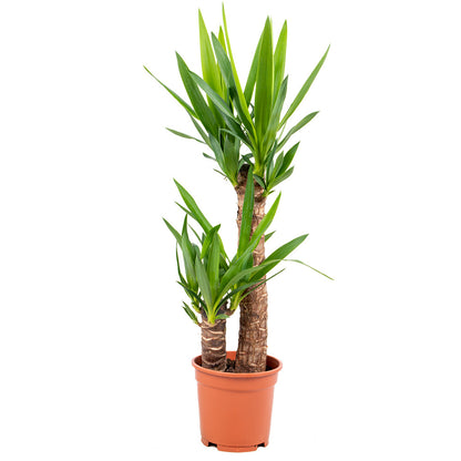  Yucca Elephantipes - Yucca Pied D’éléphant - Plante D’intérieur - 60-70 Cm De Haut - Pot 17 Cm