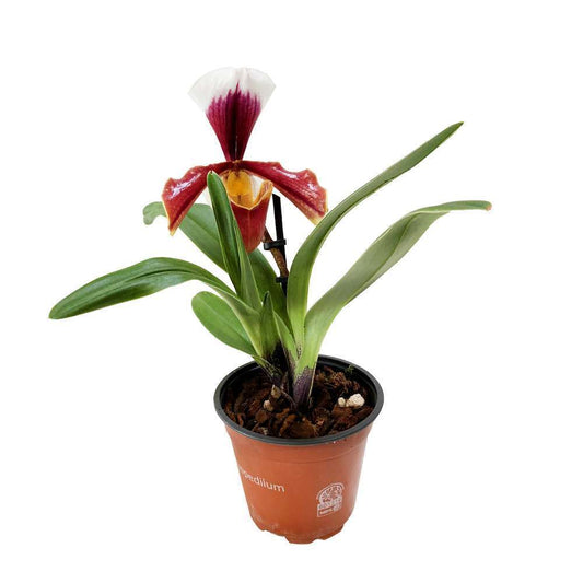  Orchidée Paphiopedilum 1 Tige - Pot D.12 Cm
