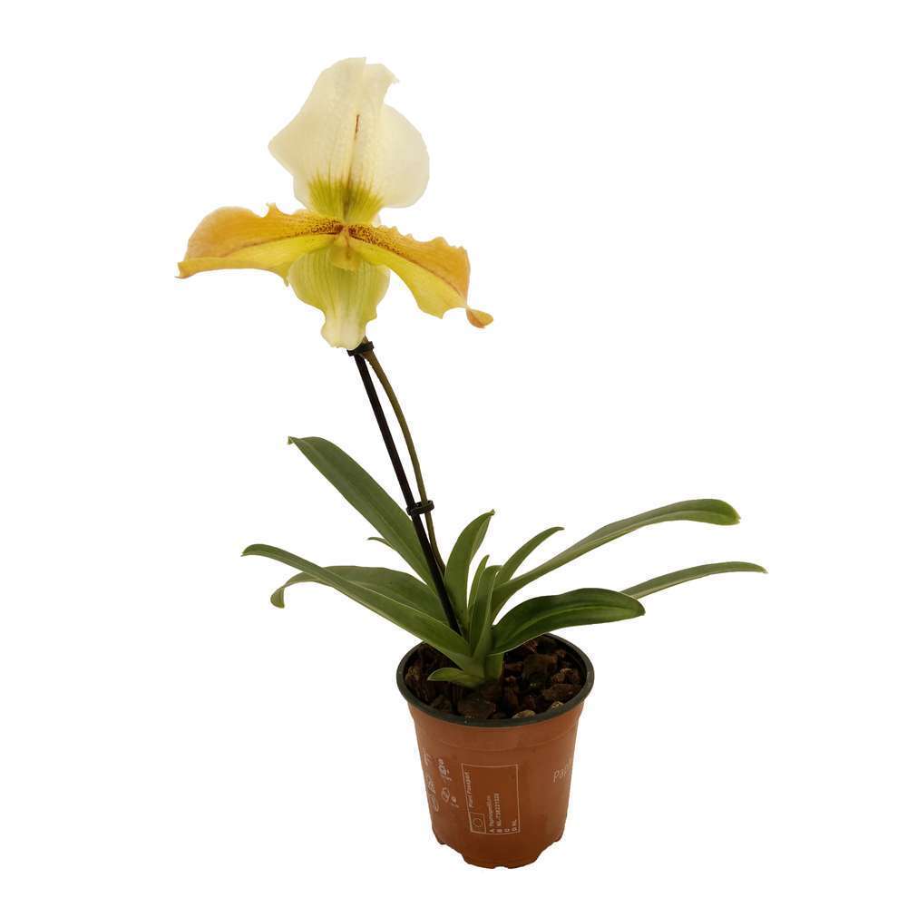  Orchidée Paphiopedilum 1 Tige - Pot D.12 Cm