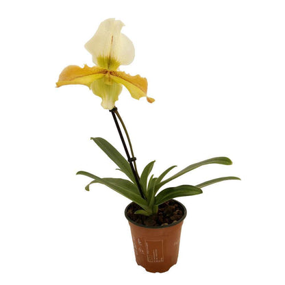  Orchidée Paphiopedilum 1 Tige - Pot D.12 Cm