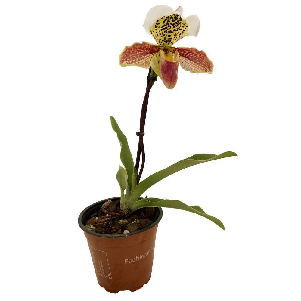  Orchidée Paphiopedilum 1 Tige - Pot D.12 Cm