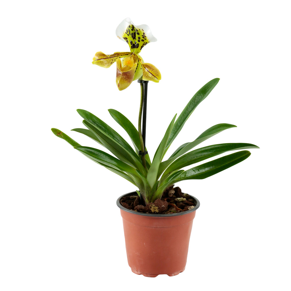  Orchidée Paphiopedilum 1 Tige - Pot D.12 Cm