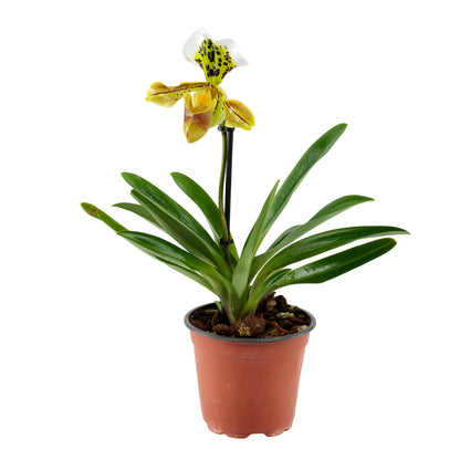  Orchidée Paphiopedilum 1 Tige - Pot D.12 Cm