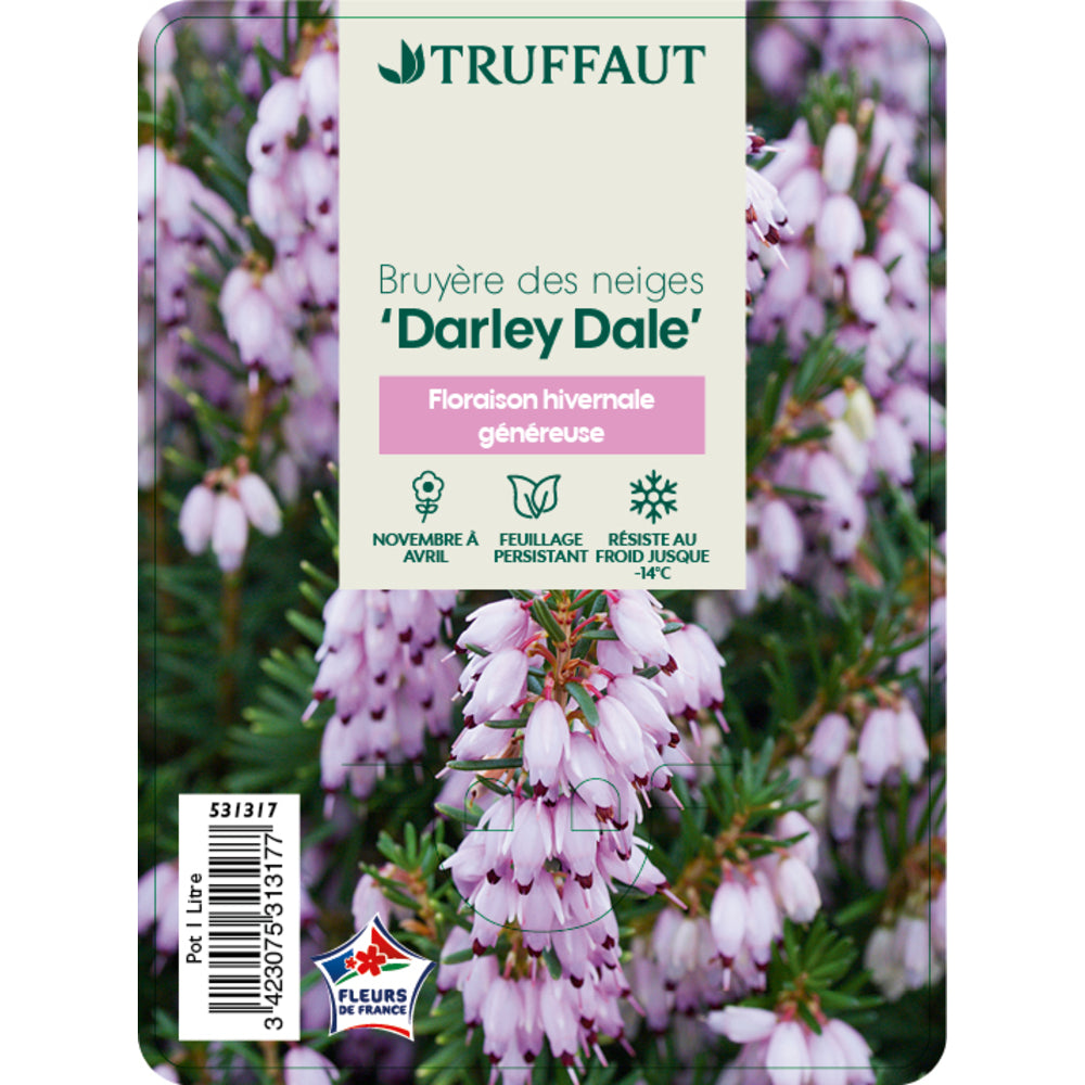  Erica X Darleyensis 'Darley Dale':conteneur 1 Litre