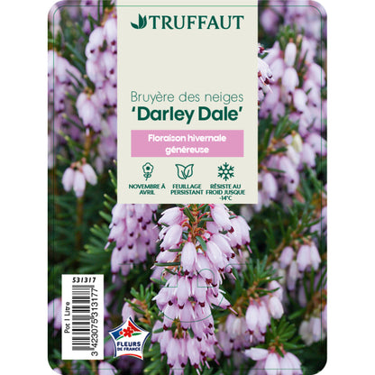  Erica X Darleyensis 'Darley Dale':conteneur 1 Litre