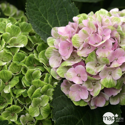  Hydrangea Série Magical ® :conteneur 10 Litres