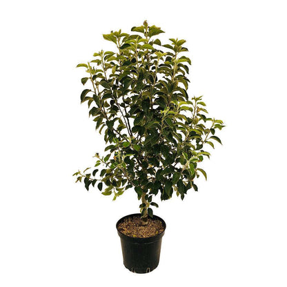  Pommier Jonagold : Fuseau 3 Ans D'âge Ctr 20L