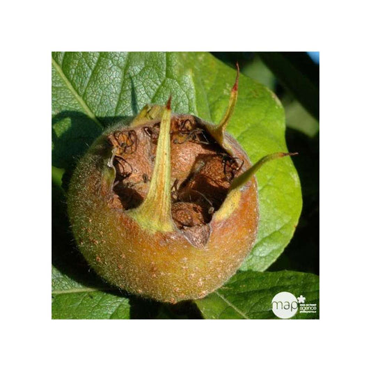  Eriobotrya 'Japonica': Ctr 18L