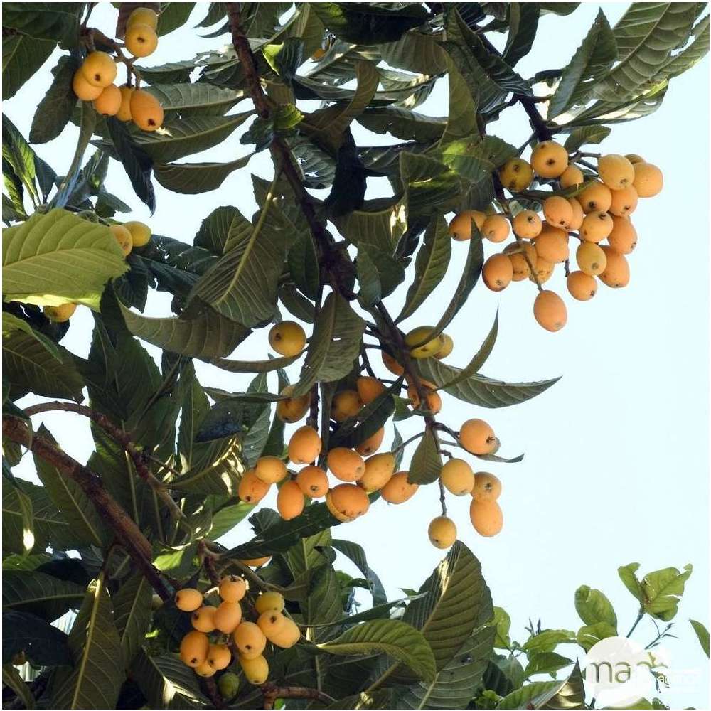 Eriobotrya 'Japonica': Ctr 18L
