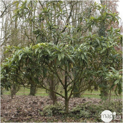  Eriobotrya 'Japonica': Ctr 18L