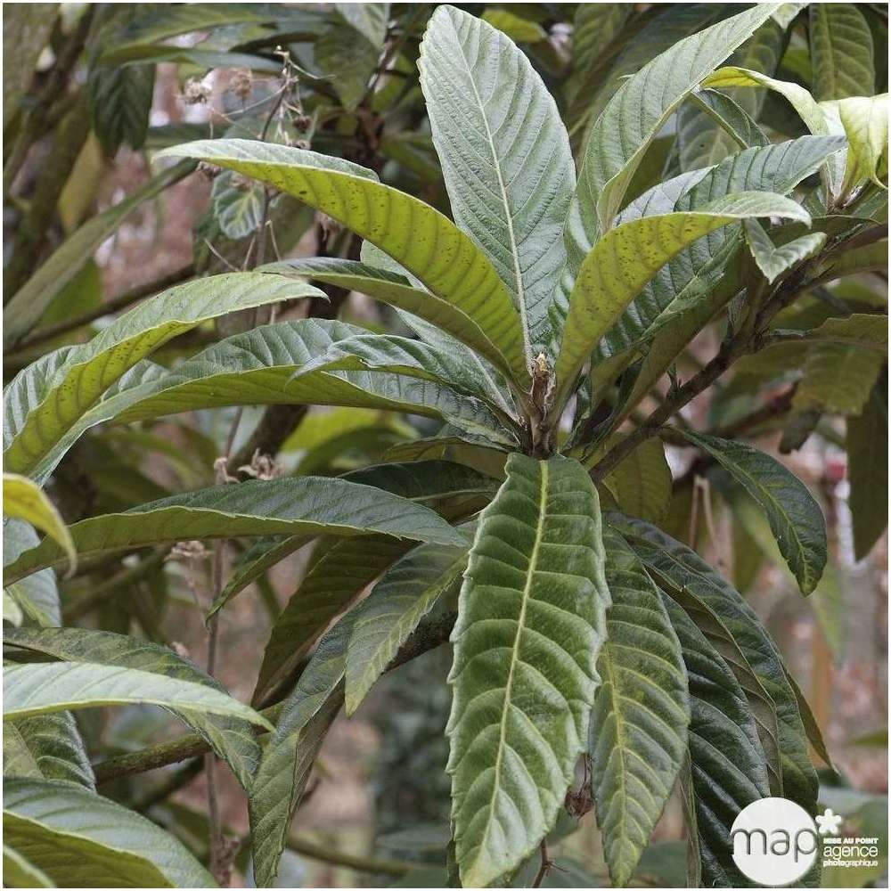  Eriobotrya 'Japonica': Ctr 18L