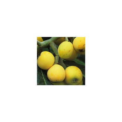 Eriobotrya 'Japonica': Ctr 18L