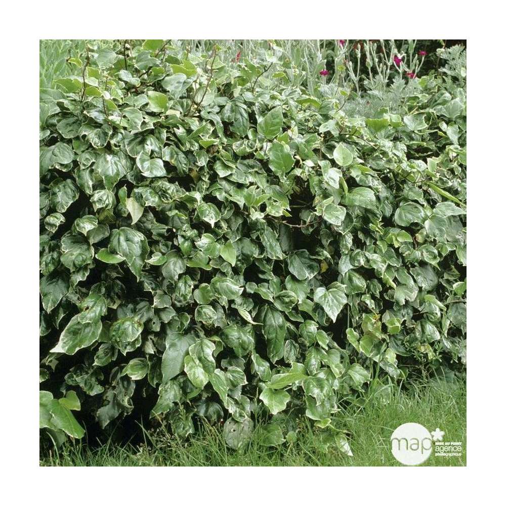  Lierre, Hedera En Pyramide, Variétés Variables : Pot 6L