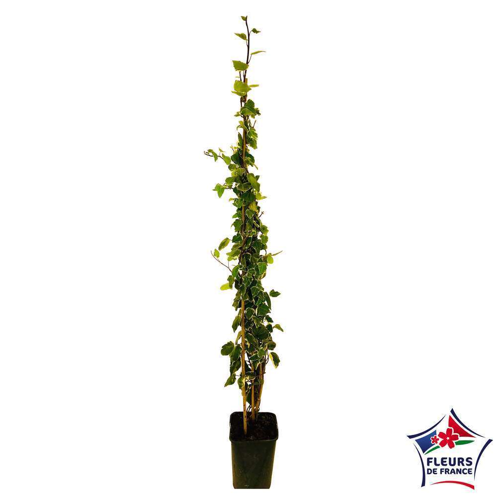  Lierre, Hedera En Pyramide, Variétés Variables : Pot 6L