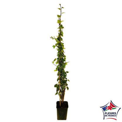  Lierre, Hedera En Pyramide, Variétés Variables : Pot 6L