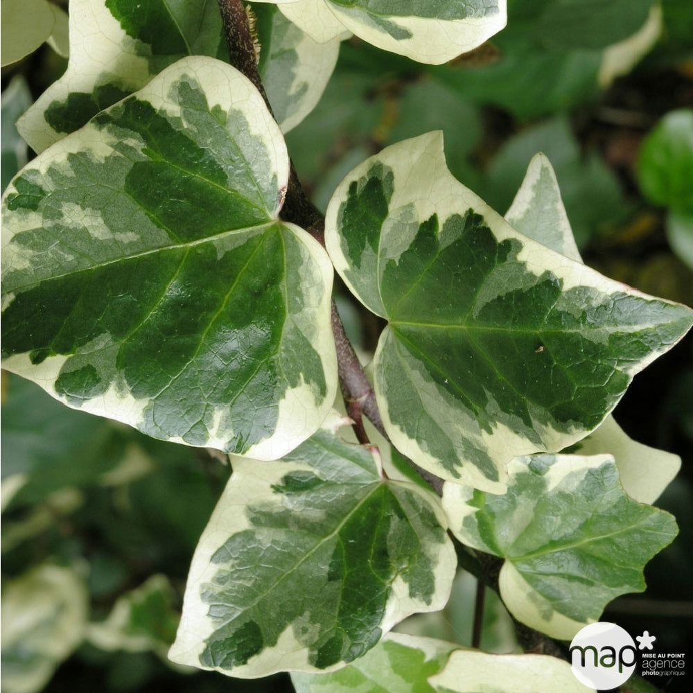  Lierre, Hedera En Pyramide, Variétés Variables : Pot 6L