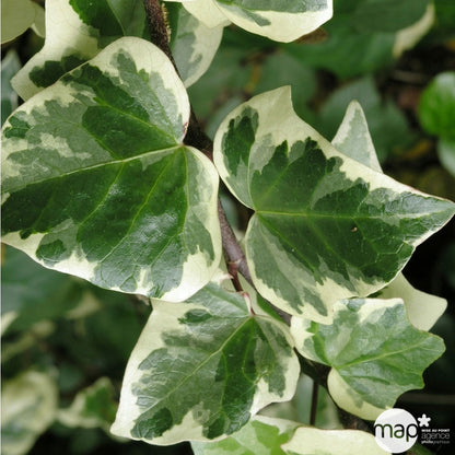  Lierre, Hedera En Pyramide, Variétés Variables : Pot 6L
