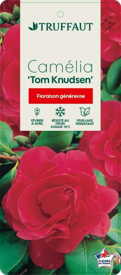  Camellia Japonica 'Tom Knudsen ': H. 60/70 Cm Ctr 7L