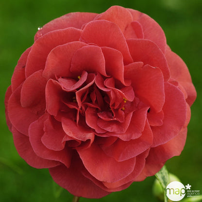  Camellia Japonica 'Tom Knudsen ': H. 60/70 Cm Ctr 7L