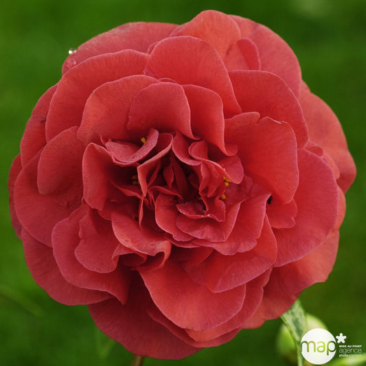  Camellia Japonica 'Tom Knudsen ': H. 60/70 Cm Ctr 7L