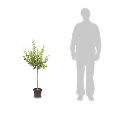  Cerisier Bigarreau Geant D'hedelfingen/[-]pot De 10l - Gobelet 2 Ans - 120/150 Cm