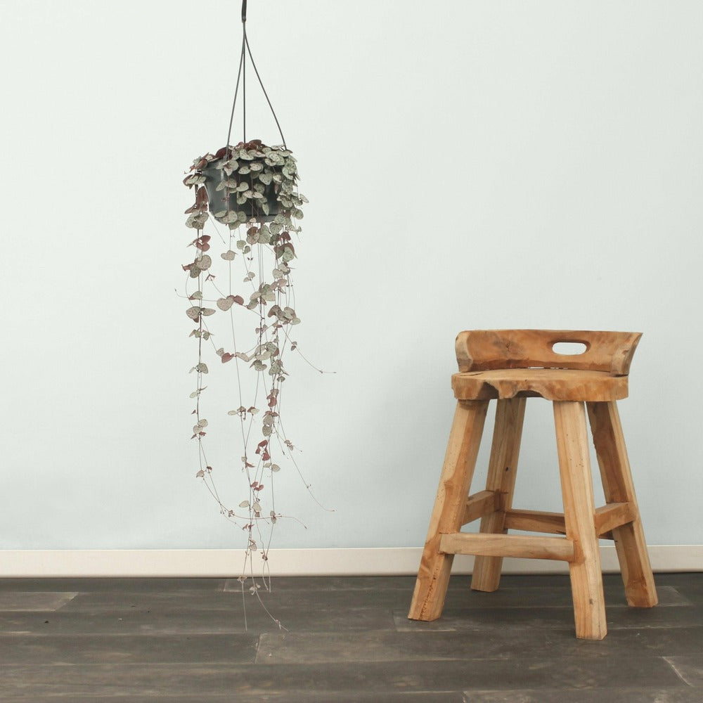  Grand Ceropegia Woodii - Chaîne De Coeurs 50cm - Plante D'intérieur