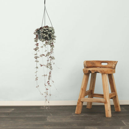  Grand Ceropegia Woodii - Chaîne De Coeurs 50cm - Plante D'intérieur