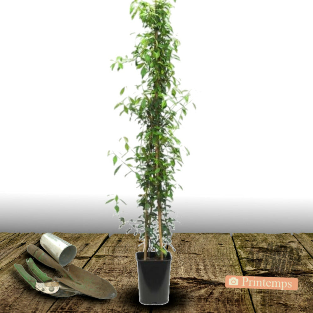  Jasmin étoilé/[-]pot De 6l - Tipi Bambou 90/150 Cm