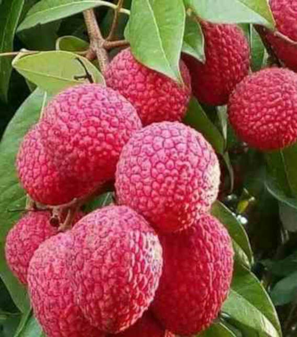  Litchi Sinensis Variété Wai Chee Pot De 7 Litres - 40/60 Cm