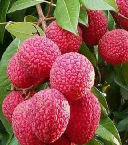  Litchi Sinensis Variété Wai Chee Pot De 7 Litres - 40/60 Cm