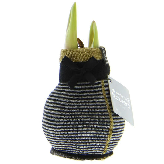  Bulbe D'amaryllis Dans Les Chaussettes D'hiver "fashion Elegant" Rayé Noir Et Gris