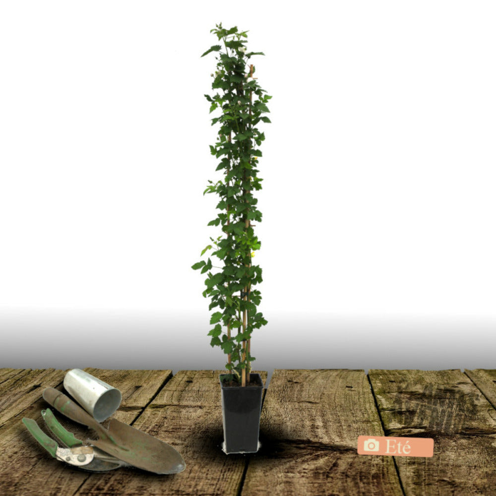 Mûre Thornless/[-]pot De 3l - Echelle Bambou 60/120 Cm