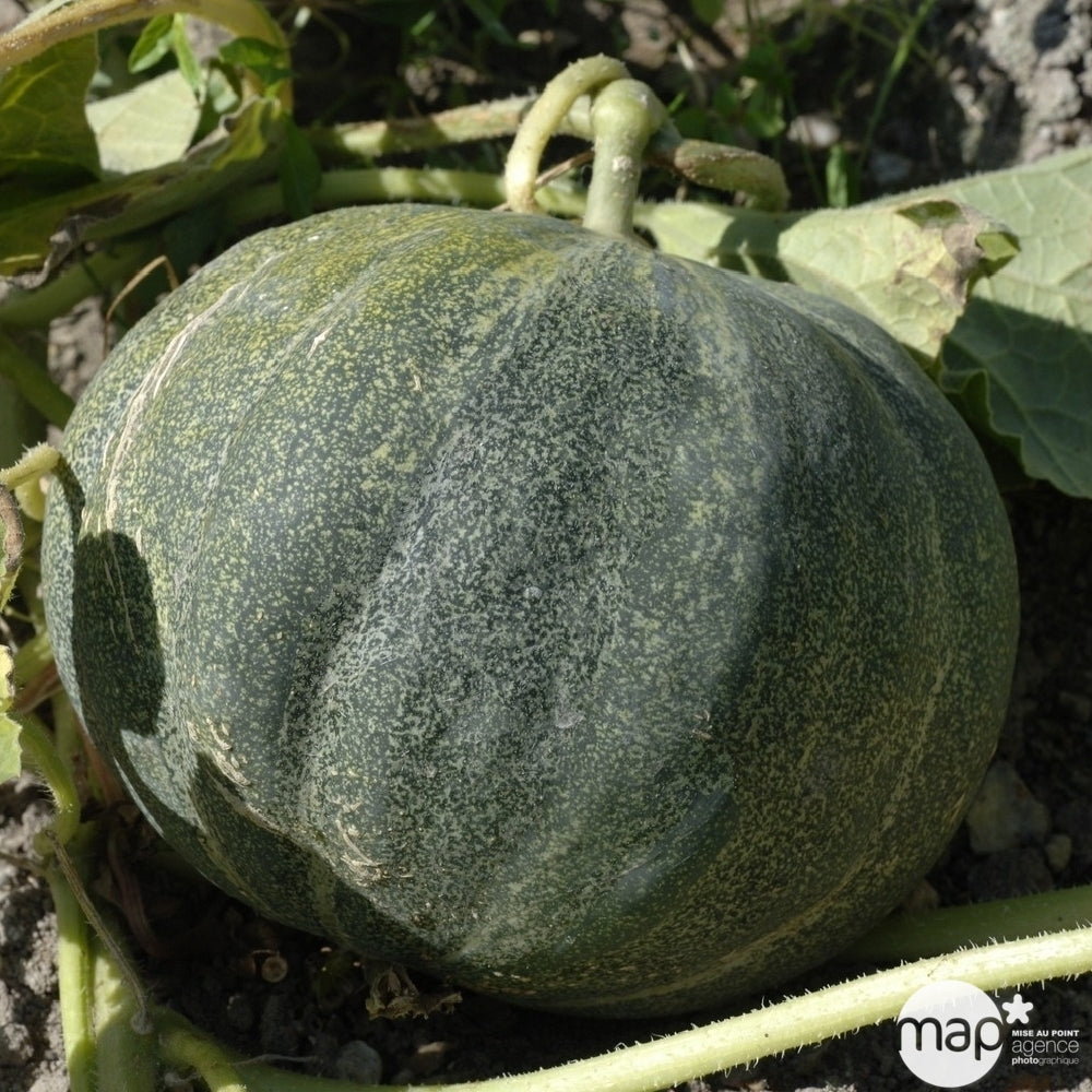  Plant De Melon 'Petit Gris Rennes' Bio : Pot De 0,5 Litre